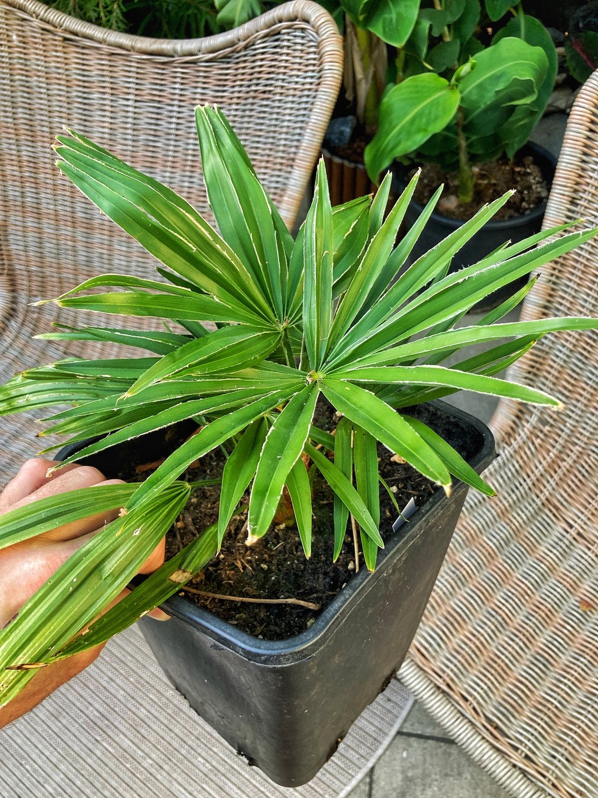 Trachycarpus Princeps Hybride 6.5 Liter pot., Tuin en Terras, Ophalen of Verzenden, Overige soorten