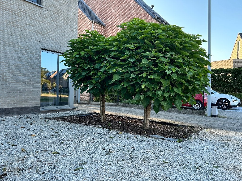 Catalpa bomen 4 stuks, Ophalen, Lente, Volle zon, Overige soorten