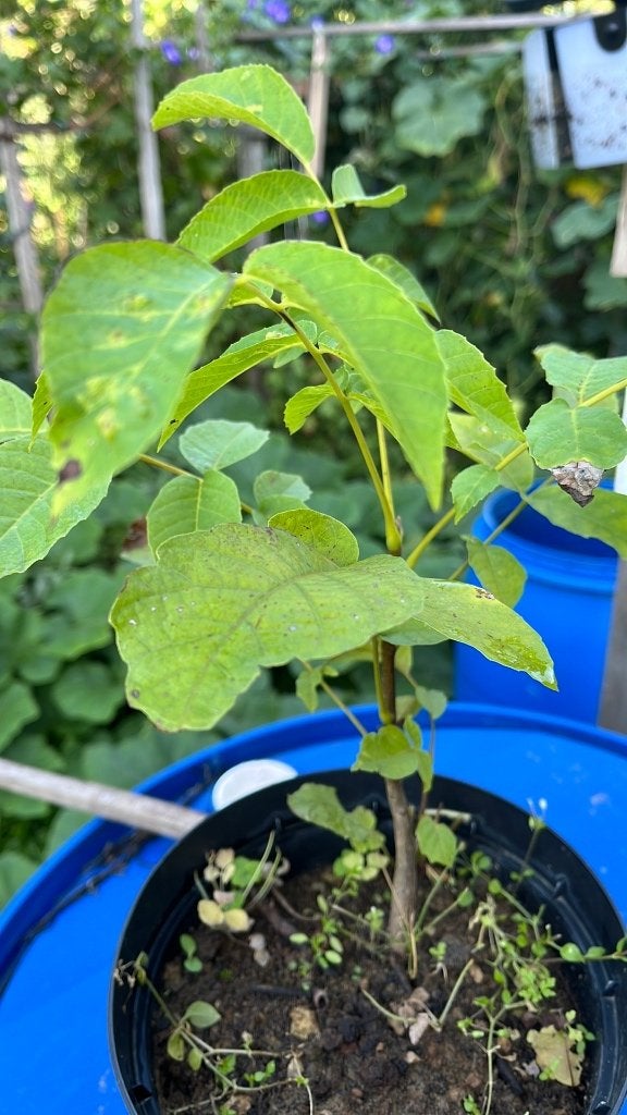 Notenboom, Overige soorten, Minder dan 100 cm, Zomer, Ophalen