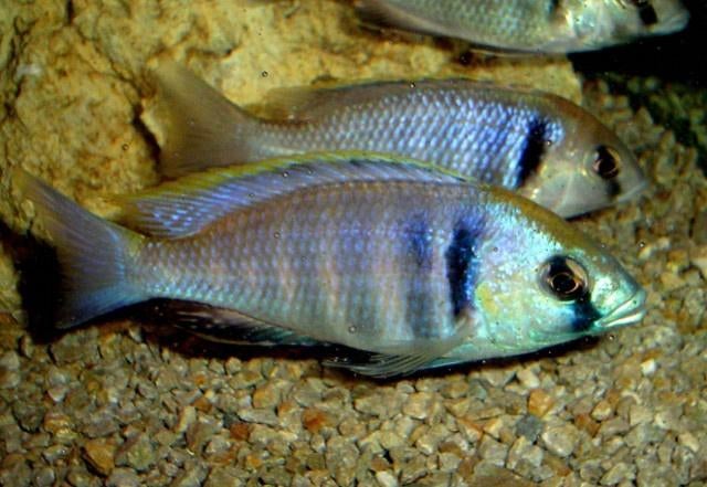 Malawi Cichliden: Placidochromis electra, Dieren en Toebehoren, Vis, Zoetwatervis
