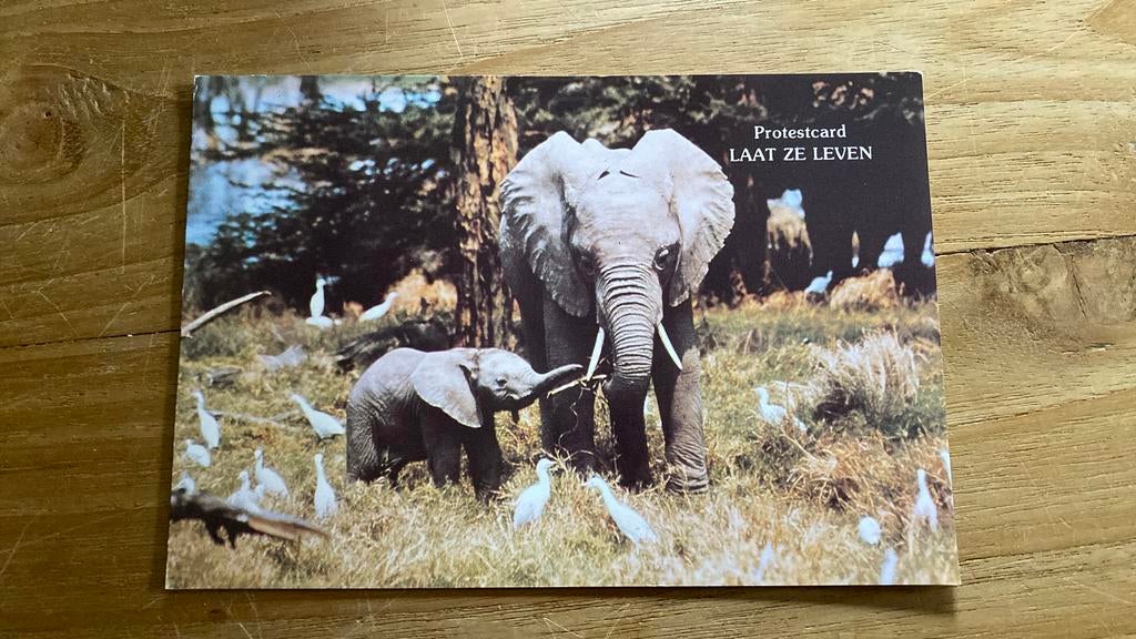 Protest Ansichtkaart Laat ze leven : olifant en jong, Ophalen of Verzenden, 1980 tot heden, Gelopen, Wild dier
