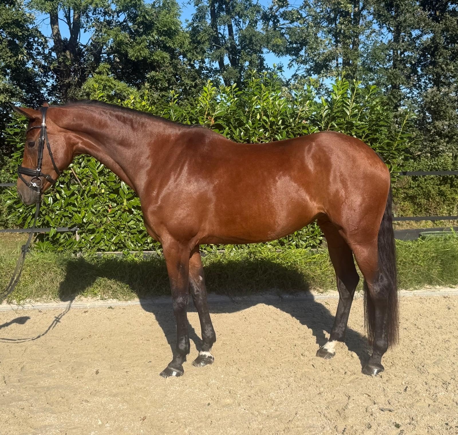 Updated ! Sympathieke en talentvolle merrie te koop aangebo, Z, Dressuurpaard, Merrie, Gechipt