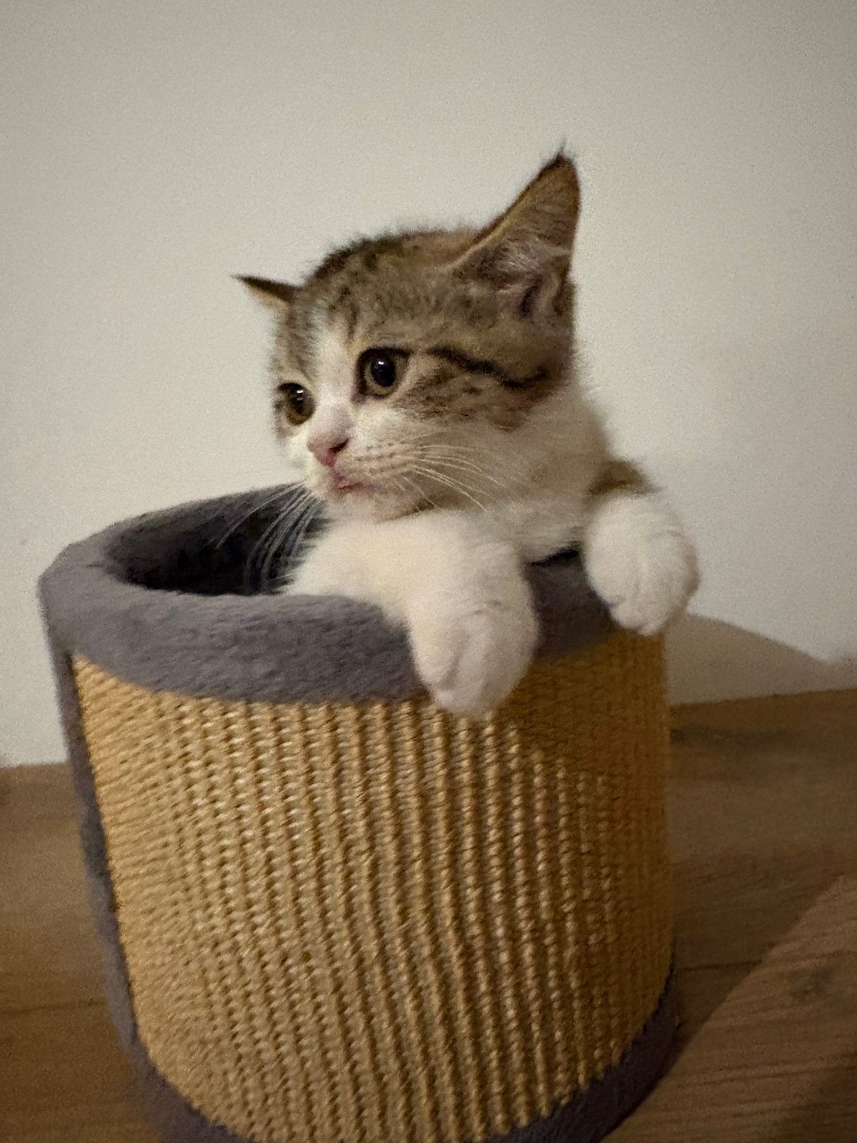 Britse korthaar kittens nog 1 kater beschikbaar!, Kater, Ontwormd, 0 tot 2 jaar