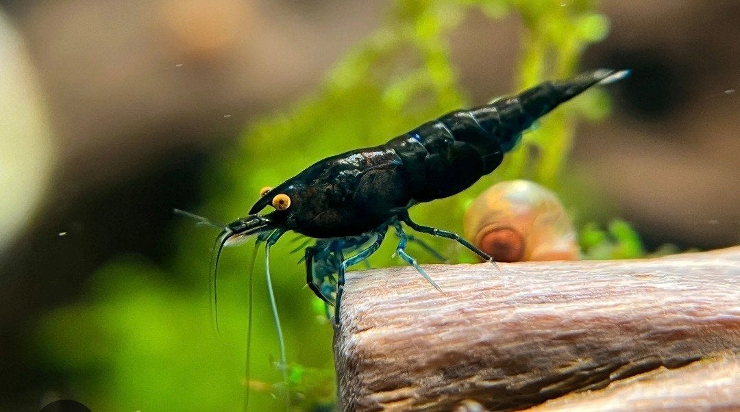 Bleu sapphire orange eyes high grade garnalen mos, Dieren en Toebehoren, Vis