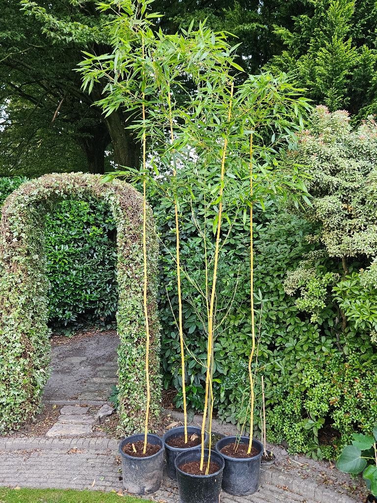 bamboe Phyllostachus -aureosulcata 'Aureocaulis' , Tuin en Terras, Vaste plant, Bloeit niet, Halfschaduw, Ophalen