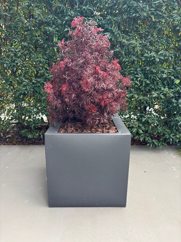 kunstplant: Ming Aralia- UV bestendig Burgundy 90cm, Kunstplant, 90 cm, Ophalen of Verzenden, Zo goed als nieuw
