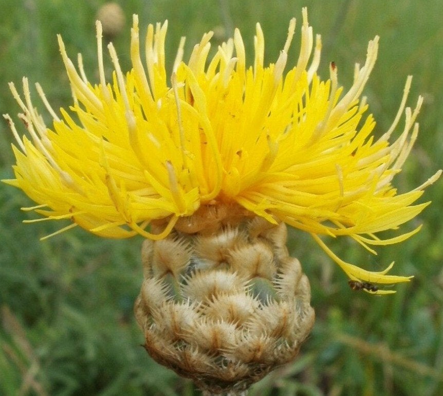Korenbloem geel, Tuin en Terras, Bloembollen en Zaden, Ophalen of Verzenden, Gehele jaar, Volle zon, Zaad