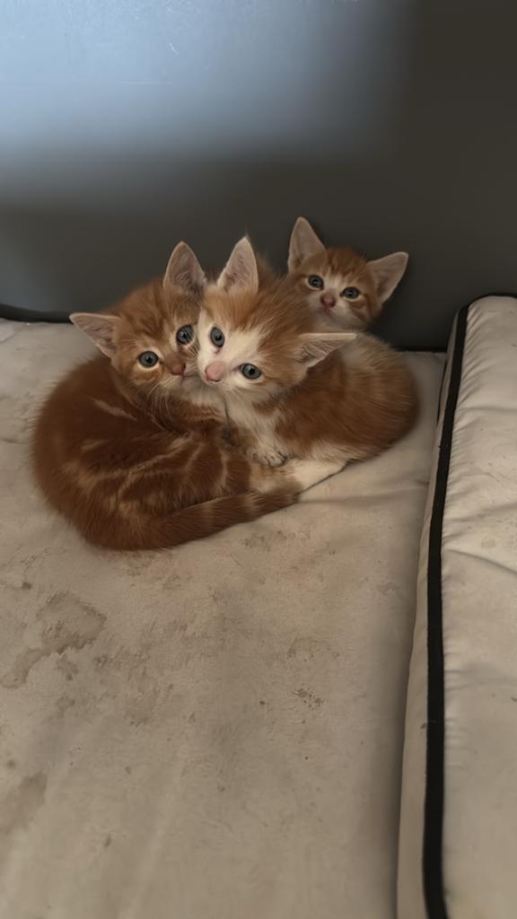2 x rode kitten, Dieren en Toebehoren, Kater