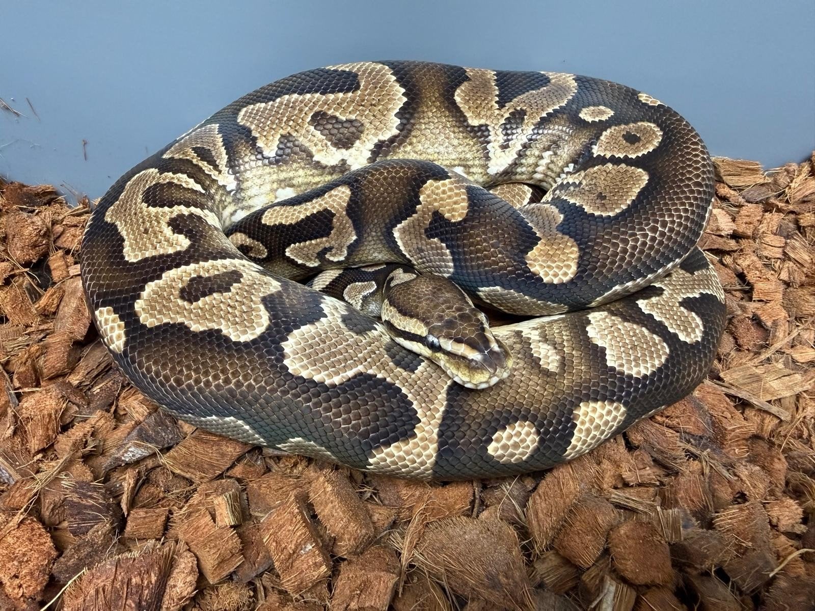 Chocolate Special Yellowbelly 100%Piebald♂️Bewezen kweekman Ball Python - unknown for sale from G.B