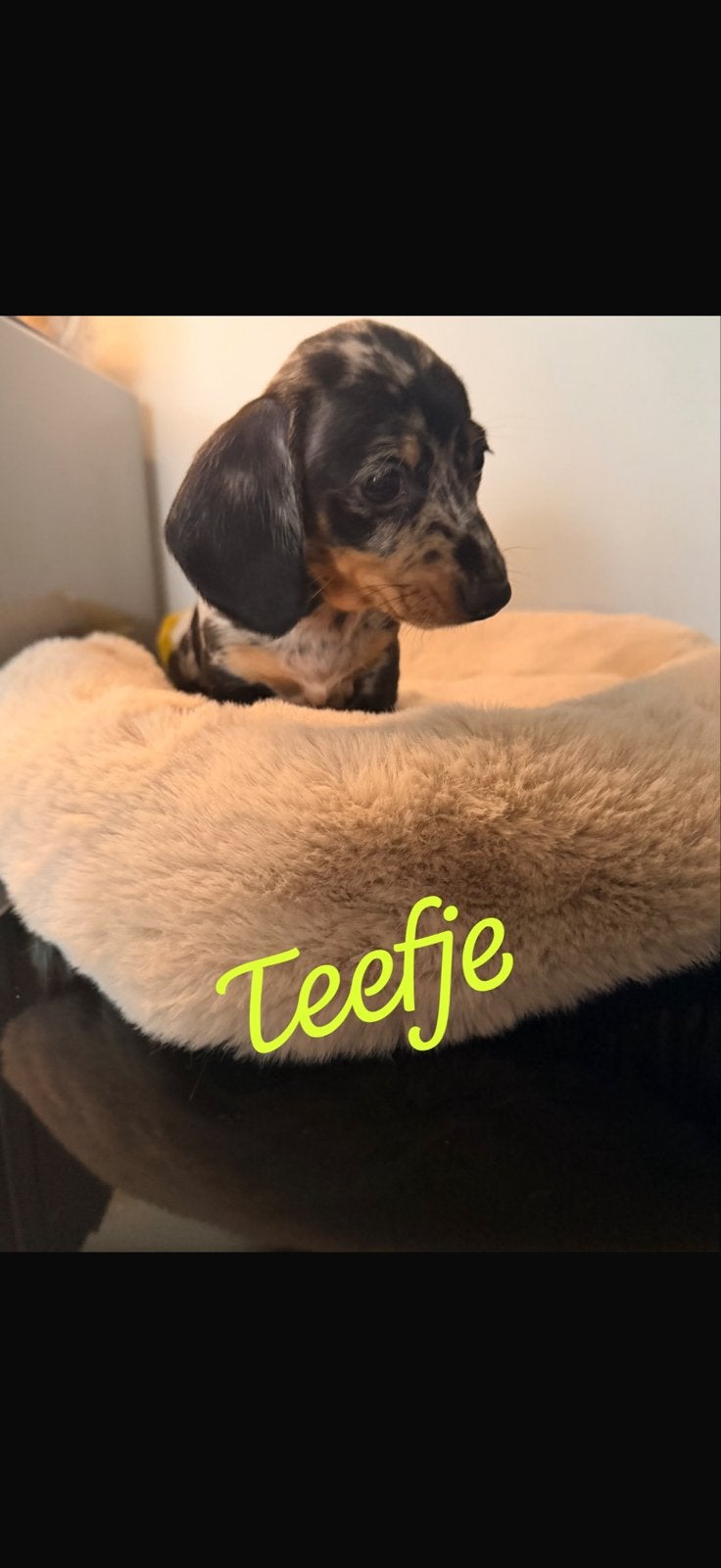 Kanichen teckel pups, Kaninchen, Parvo, 8 tot 15 weken, Korthaar