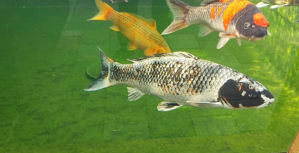 Japanse koi Beni Ginga 73 cm Female, Dieren en Toebehoren, Vissen | Aquariumvissen, Vis