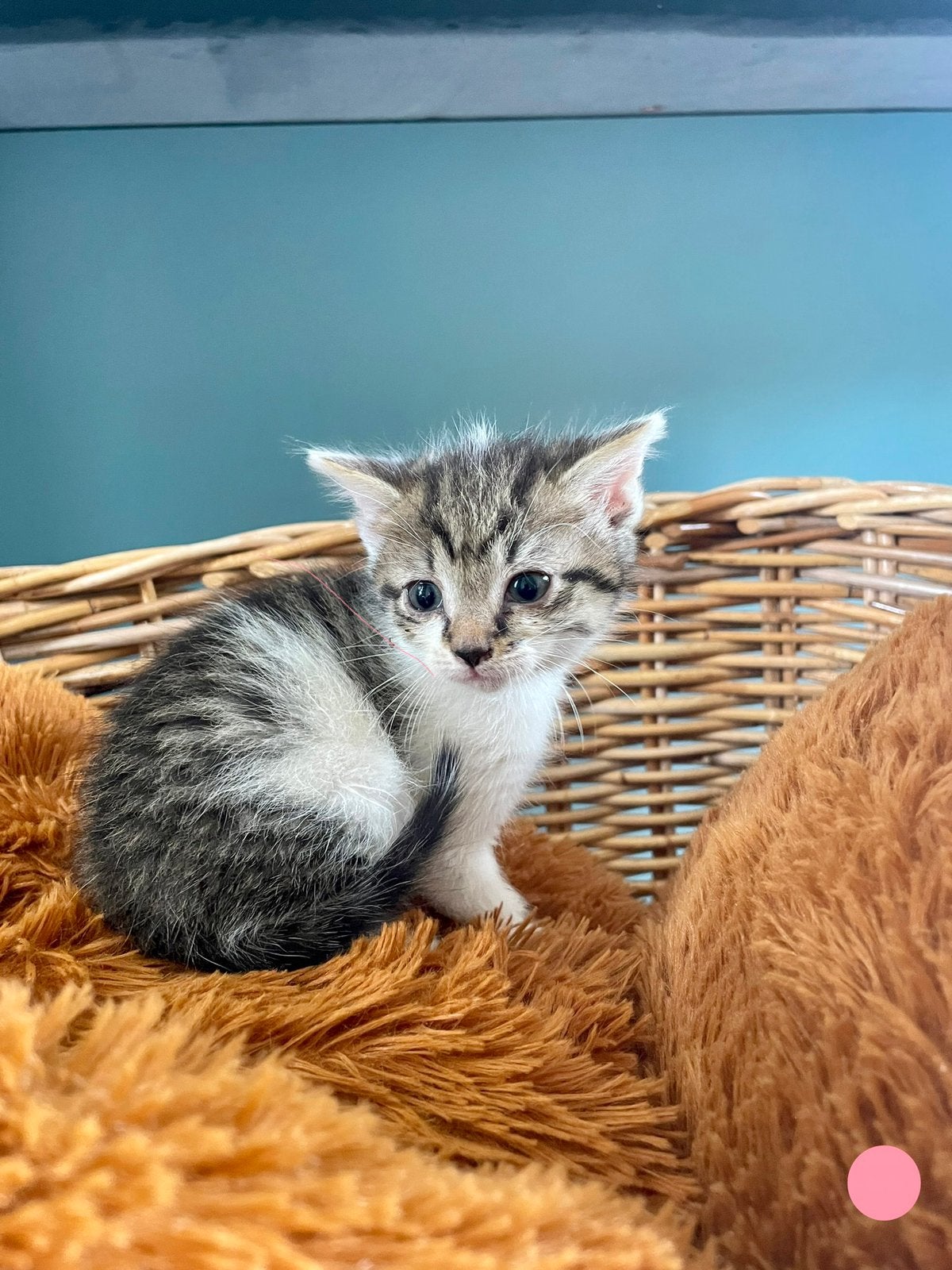 Kittens, Meerdere dieren