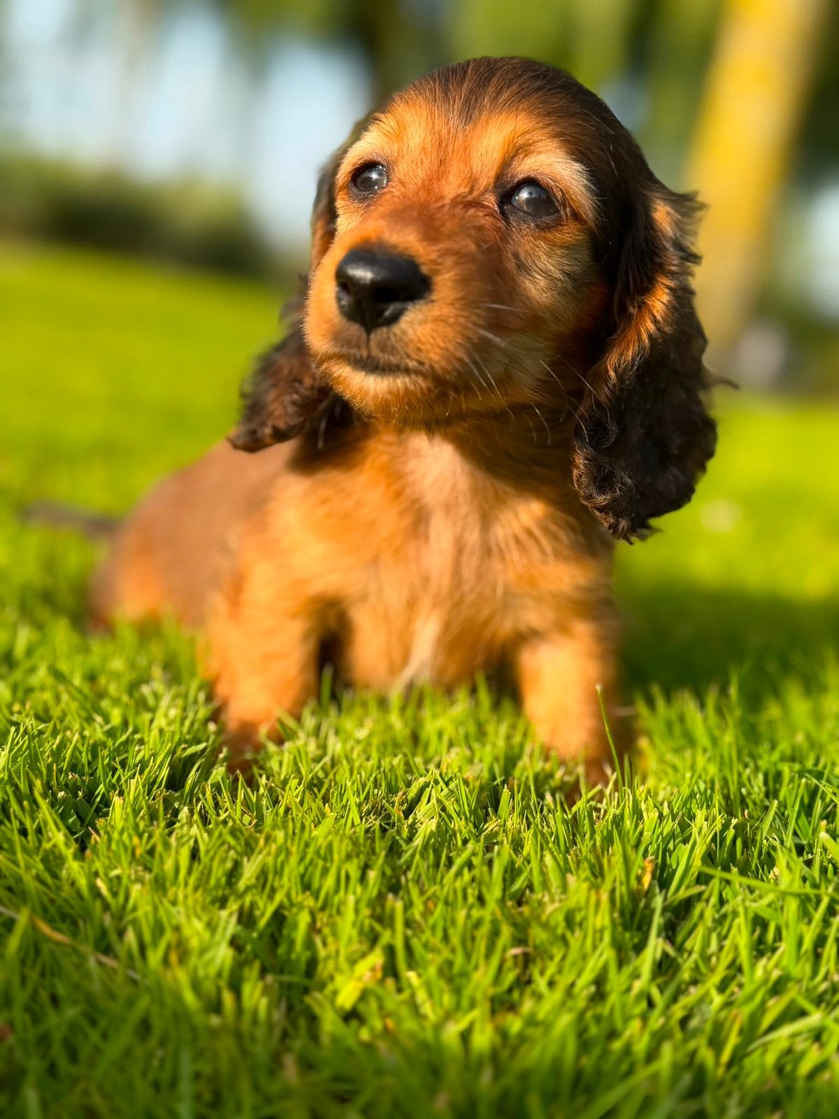 kaninchen teckel brindel pup zoekt forever home️, Kaninchen, Parvo, Reu, 8 tot 15 weken