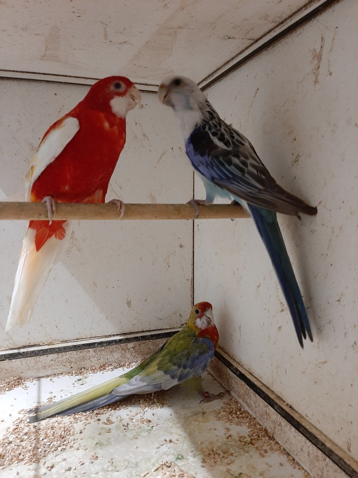 Rosella mutaties, Meerdere dieren, Geringd