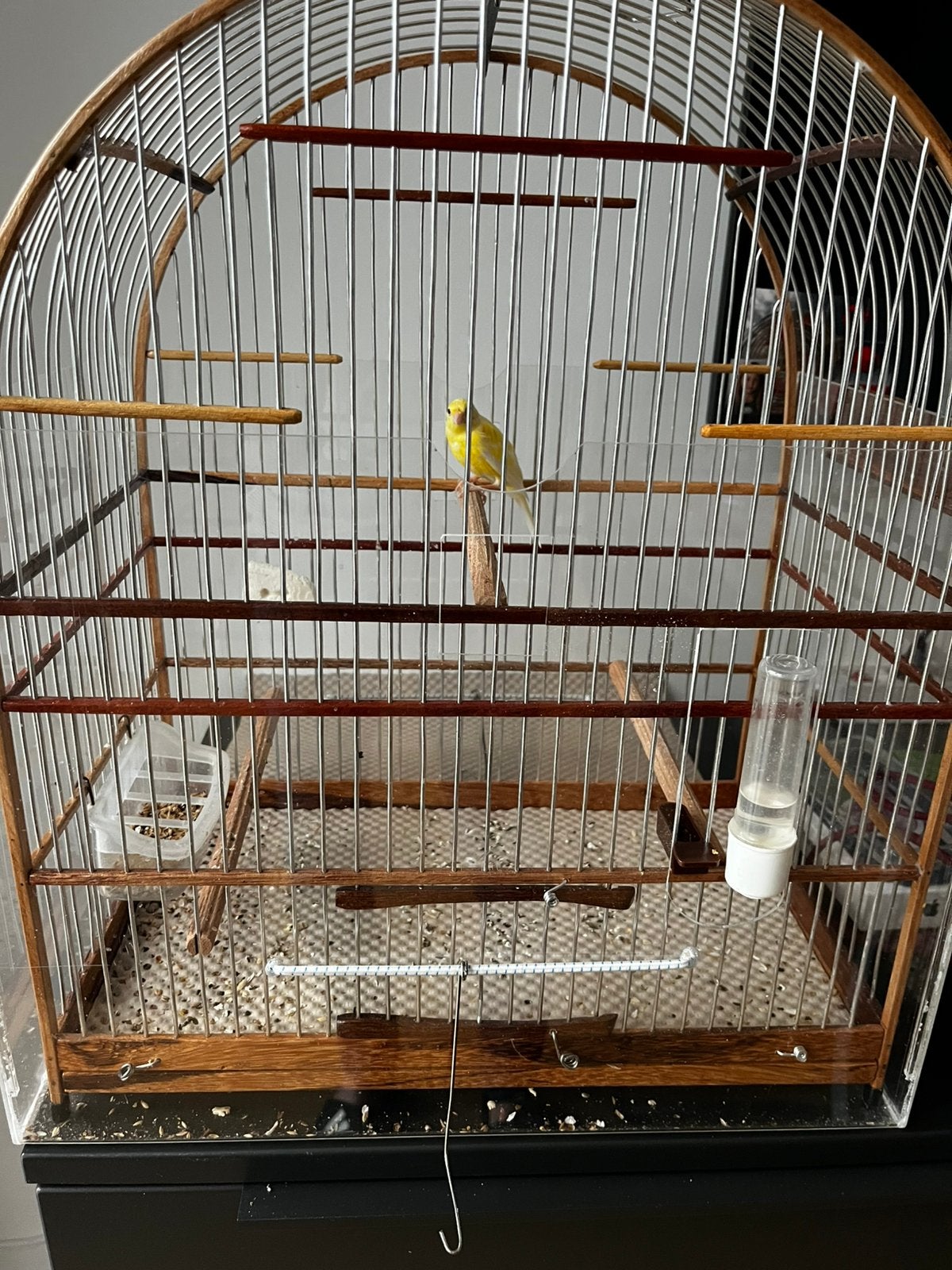 GEZOCHT (grote) Surinaamse vogelkooi, Dieren en Toebehoren, Ophalen, Zo goed als nieuw, Metaal, Vogelkooi