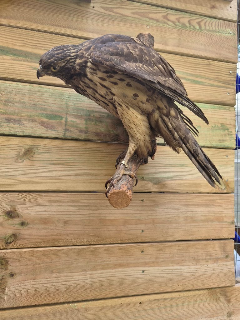 Opgezette vogel taxidermie taxydermie roofvogel, Ophalen of Verzenden, Zo goed als nieuw, Wild dier, Opgezet dier
