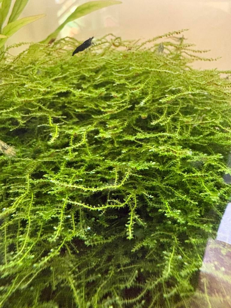 Handje javamos €4,00, Ophalen, Zo goed als nieuw, Plant(en), Steen of Hout