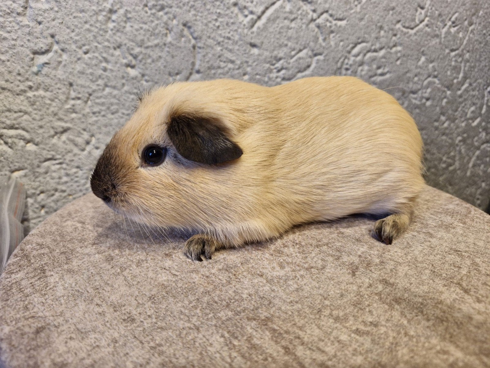 2 cavia beren, Cavia, Mannelijk, Juli, Tam
