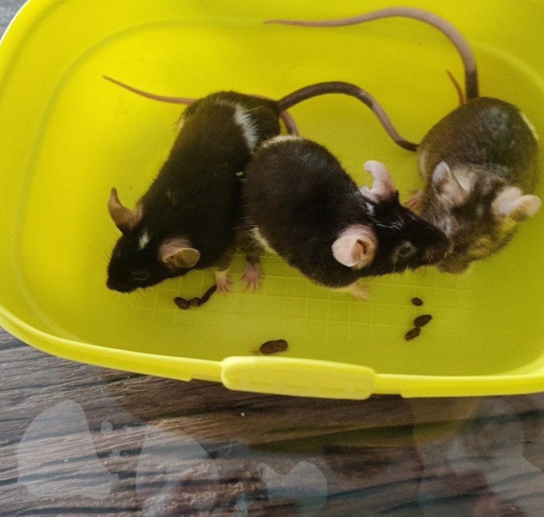 3 lieve kleurmuizen broertjes + compleet verblijft, Januari, Mannelijk, Muis