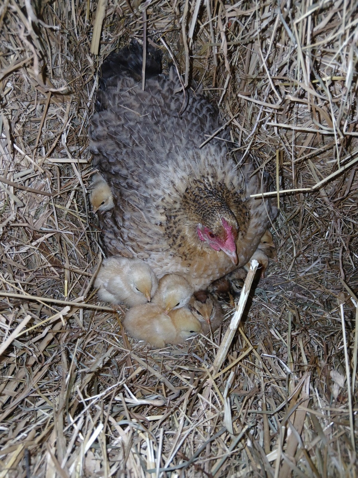 mooie kip met kuikens, Meerdere dieren, Kip