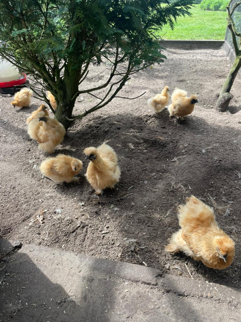 Zijderhoentjes; kriel buff, Dieren en Toebehoren, Vrouwelijk, Kip