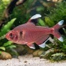 Hyphessobrycon Bentosi White Fin-Roze Tetra - Koidreams, Vis, Zoetwatervis