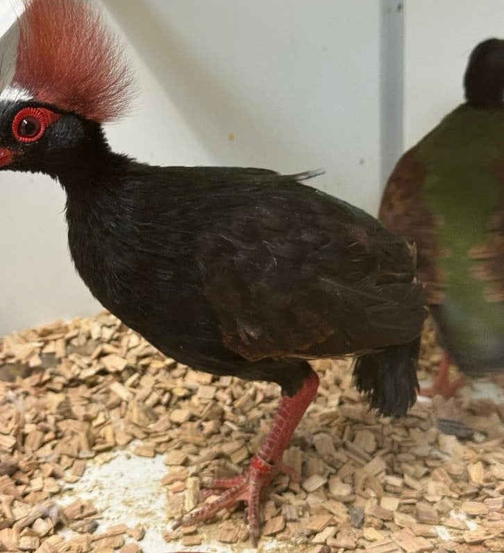 Roul roul - Rollulus rouloul, Dieren en Toebehoren, Meerdere dieren, Geringd
