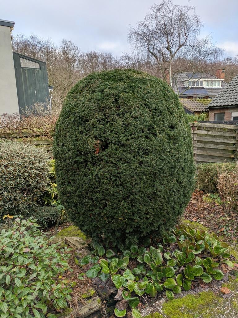 Grote Taxus Baccata bol - 2,5m hoog, 1,5m breed, Tuin en Terras, Planten | Bomen, Bloeit niet, Halfschaduw, 250 tot 400 cm, Ophalen