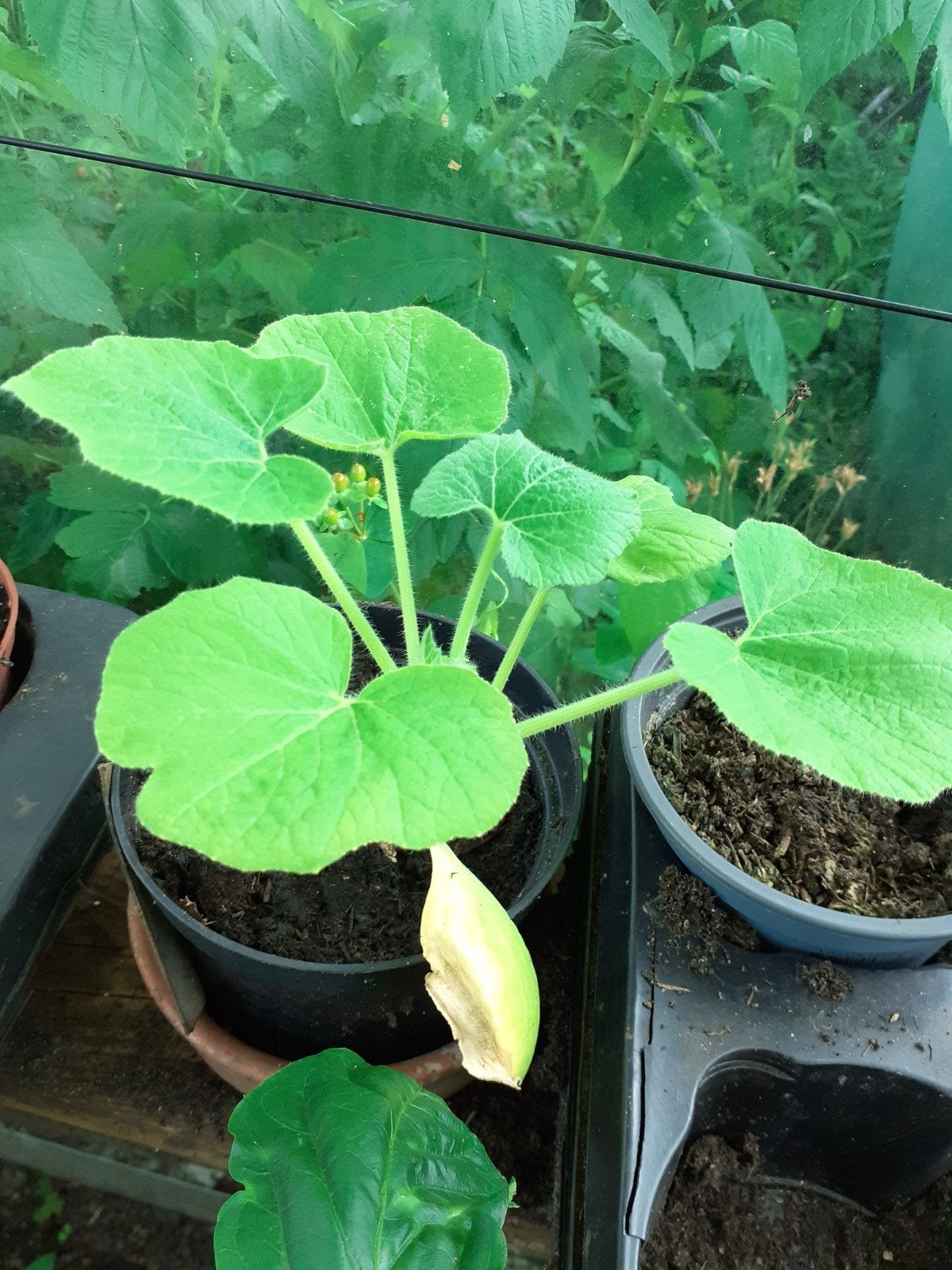 Pompoenplant, Tuin en Terras, Planten | Tuinplanten, Ophalen, Volle zon