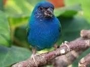 Prachtige koppels blauwe forbes papagaaiamadines, Dieren en Toebehoren, Vogels | Overige Vogels, Meerdere dieren