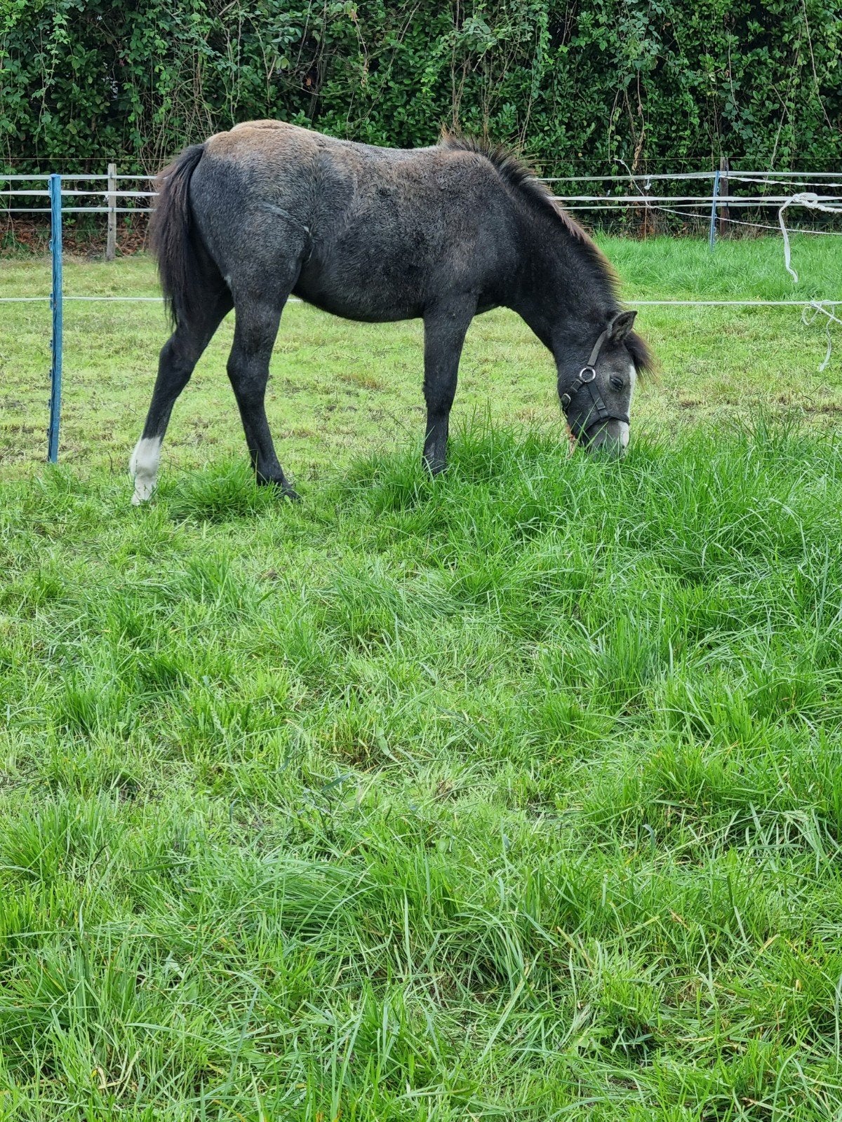 welsh hengstveulen en jaarling merrie  en 2 j shet merrie, Meerdere dieren, Niet van toepassing, A pony (tot 1.17m), 0 tot 2 jaar