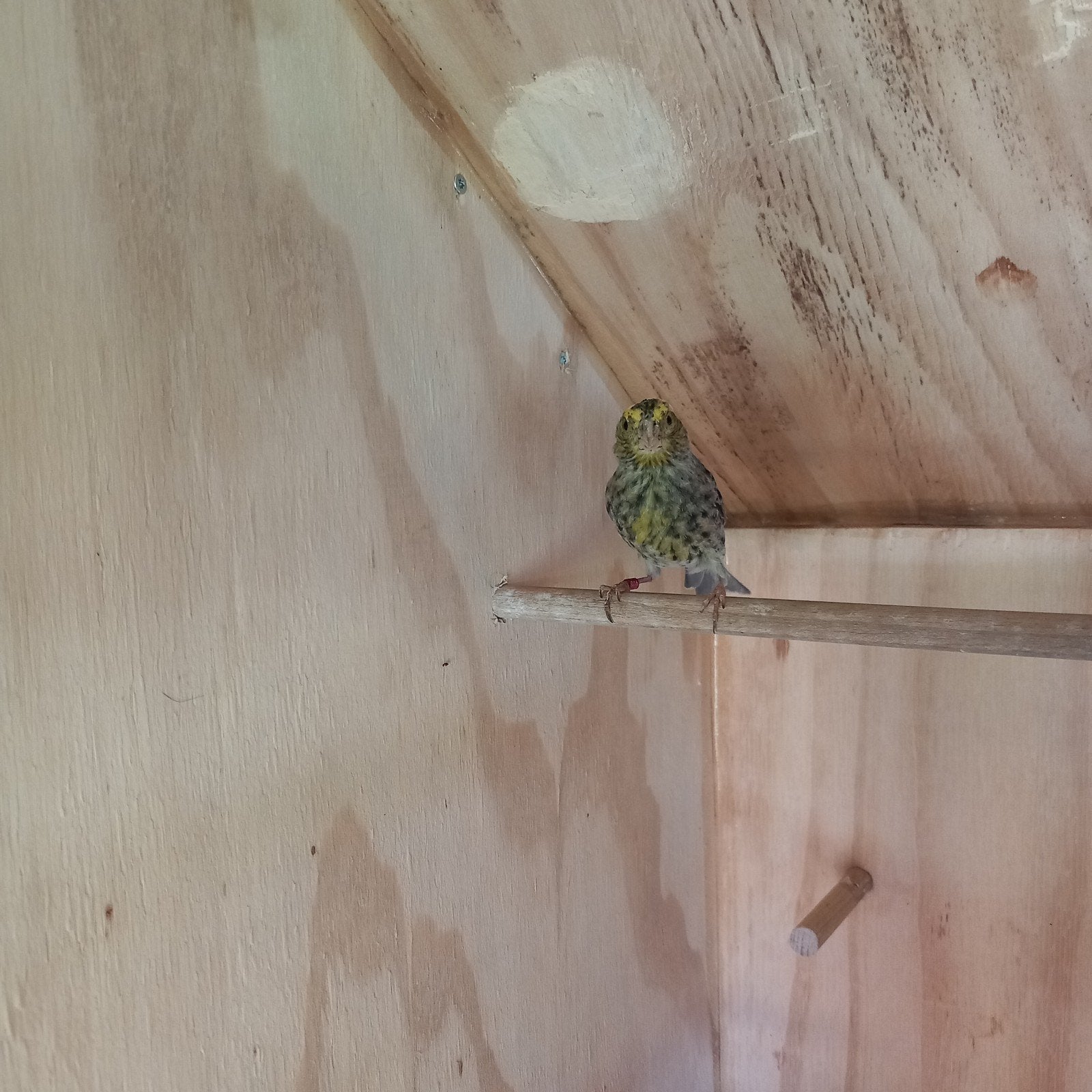 Koppel lizard kanaries, Dieren en Toebehoren, Meerdere dieren, Kleurkanarie