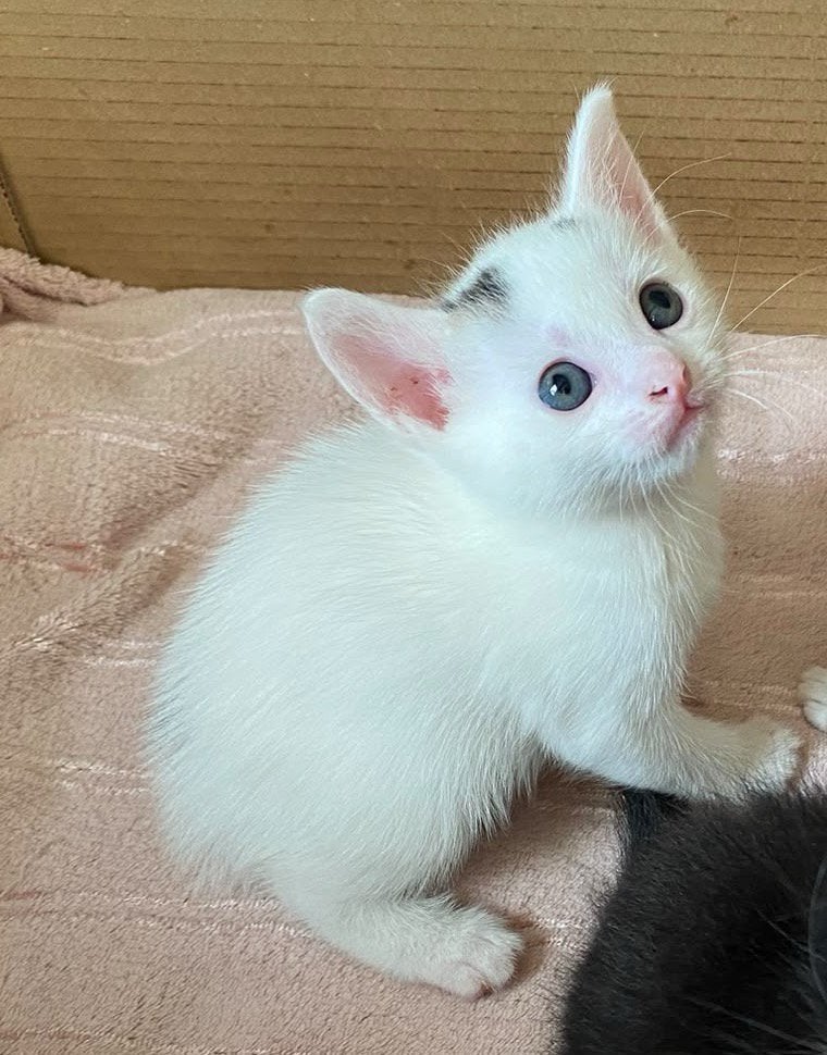 ️ LIEVE WIT/ZWARTE KATER ZOEKT EEN GOUDEN MANDJE! ️, Dieren en Toebehoren, Kater, Kortharig, 0 tot 2 jaar