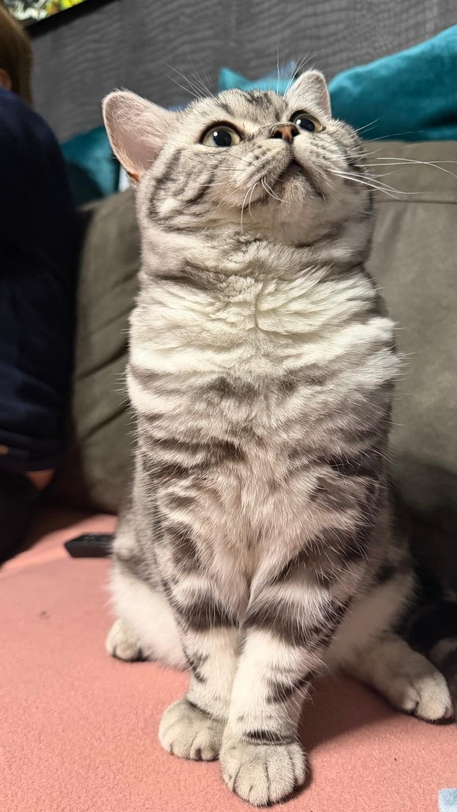 dekkater brits korthaar, Dieren en Toebehoren, 0 tot 2 jaar