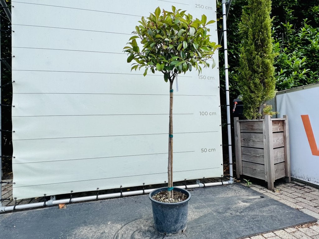 Photinia Fraseri - Bol op stam, In pot, Bloeit niet, Halfschaduw, 100 tot 250 cm