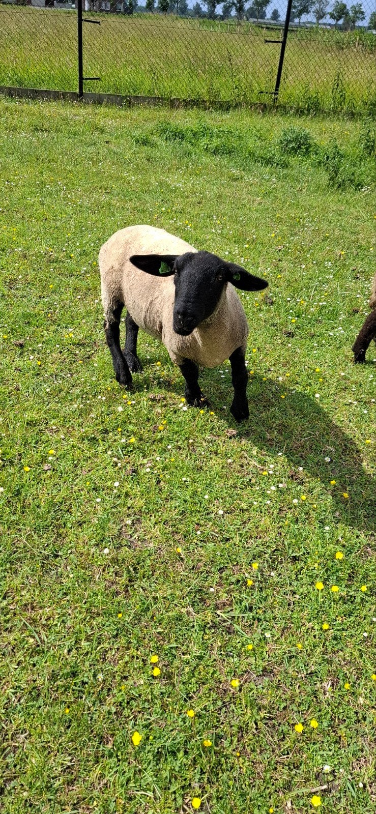 suffolk ooi 2025, Dieren en Toebehoren, Schapen, Geiten en Varkens, Vrouwelijk, Schaap