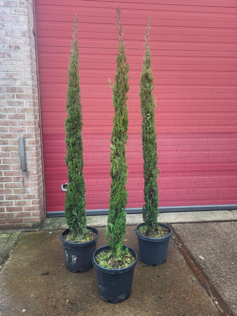 Cupressus sempervirens nu uitzoeken!!, Ophalen of Verzenden, Overige soorten, Volle zon