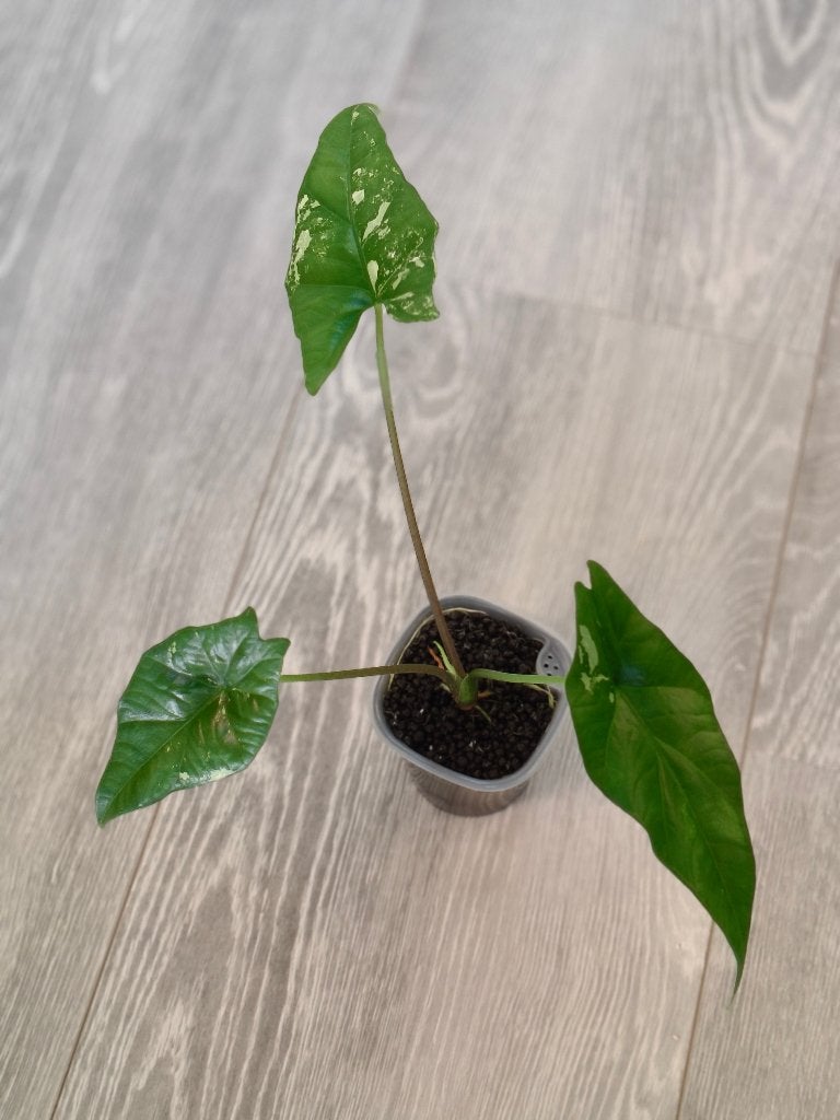 Alocasia Simpo Albo, Ophalen of Verzenden, Halfschaduw, Minder dan 100 cm