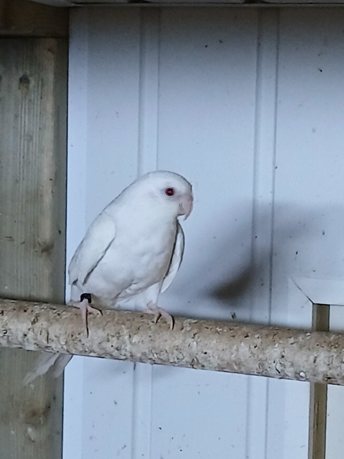 te koop een witte roodrug pop

ze is van vorig jaar en orgin, Vrouwelijk, Parkiet, Geringd