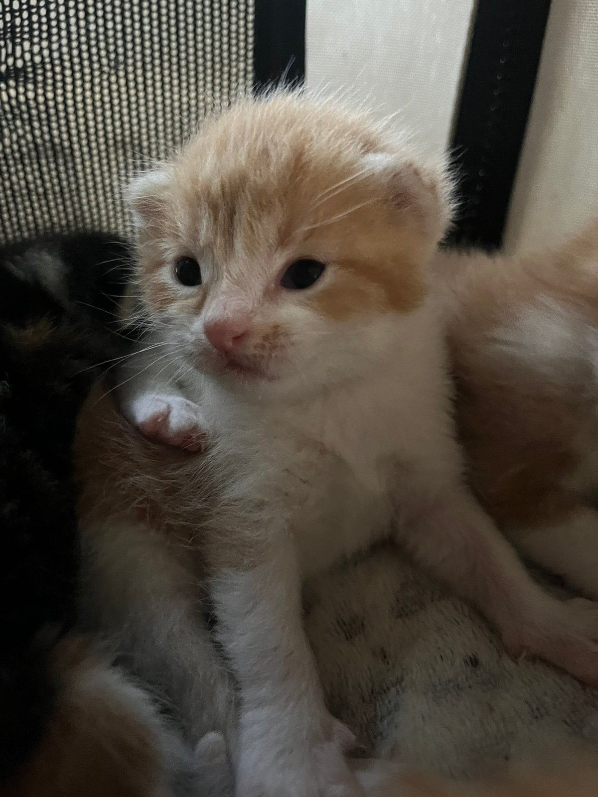 Kittens half brits, Dieren en Toebehoren, Katten en Kittens | Raskatten | Korthaar, Meerdere dieren, Ontwormd, 0 tot 2 jaar