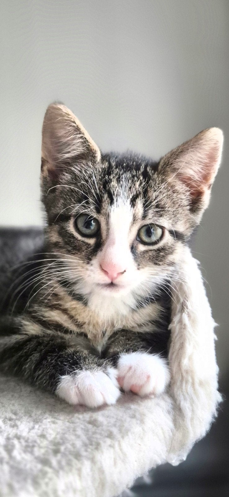 Super lieve kitten, Poes, Kortharig, 0 tot 2 jaar