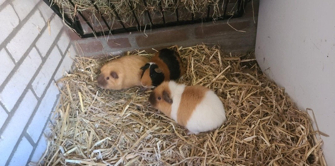 2 cavia mannetjes (gratis), Dieren en Toebehoren, Knaagdieren, Mannelijk, Tam, Maart, Cavia