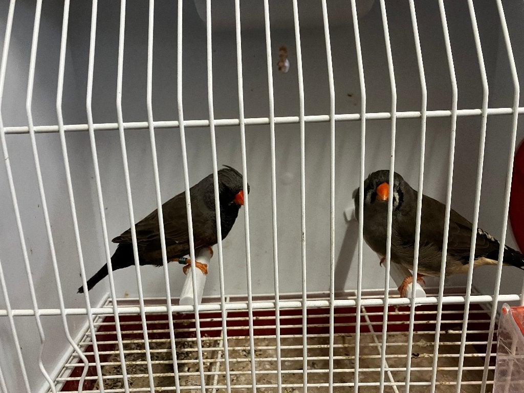 CHARCOAL ZEBRAVINKEN, Meerdere dieren, Kleurkanarie