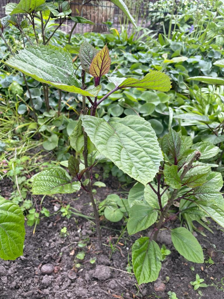 Clerodendrum bungei, kansenboom, pindakaasboom, Ophalen, Volle zon, Overige soorten