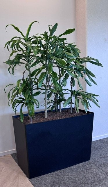 Natuurlijke plant met pot/ kantoor planten 150euro/st, 9st, Huis en Inrichting, Overige soorten, In pot, 150 tot 200 cm, Groene kamerplant