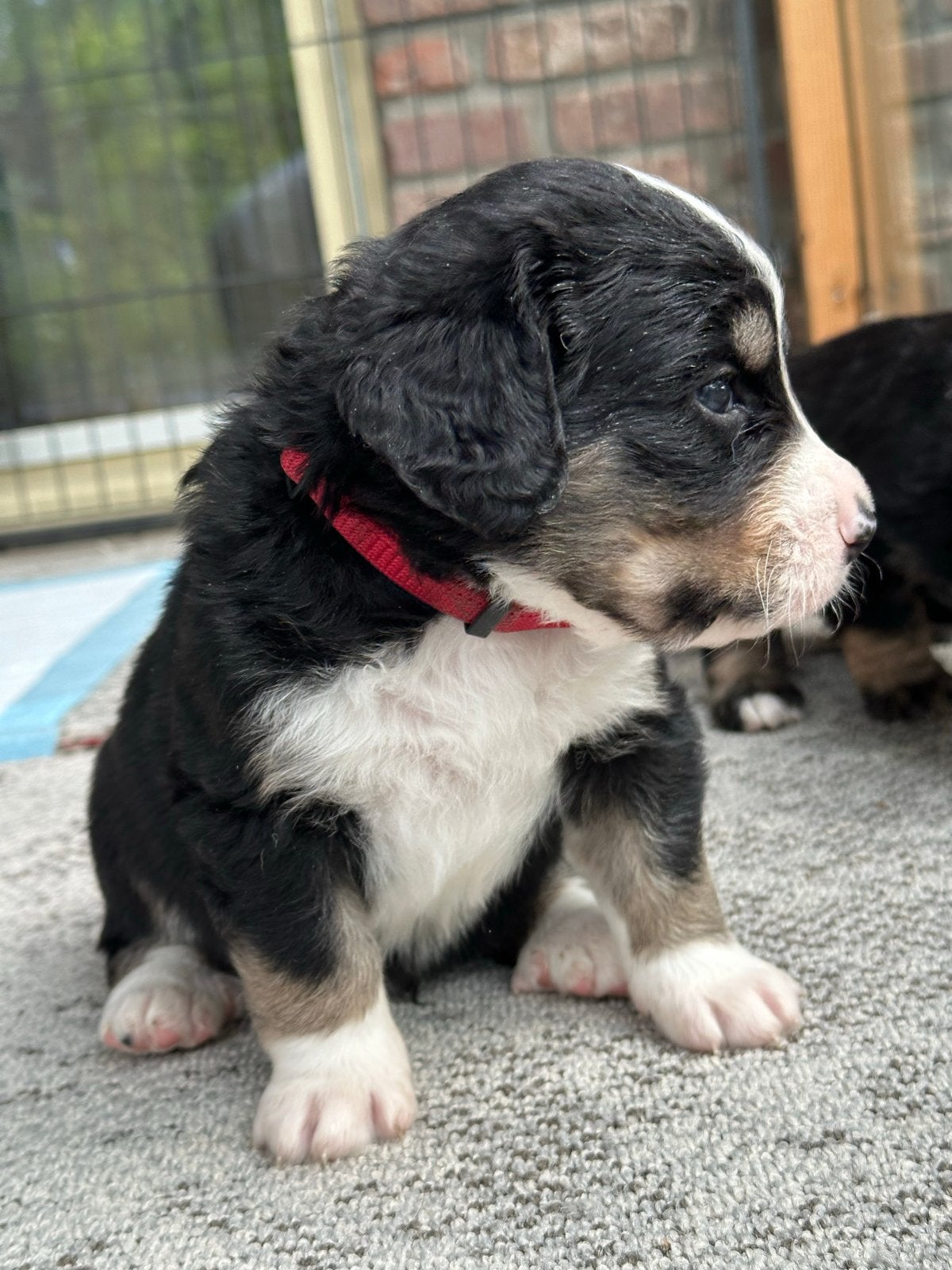 Puppy Heidewachtel/Berner-Sennen., 8 tot 15 weken, Meerdere, Meerdere dieren, Nederland