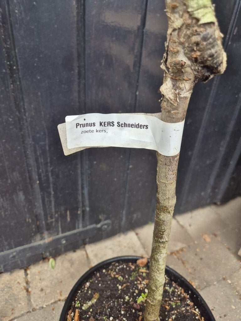 Laagstam kersenboom, Lente, Volle zon, Kersenboom, In pot