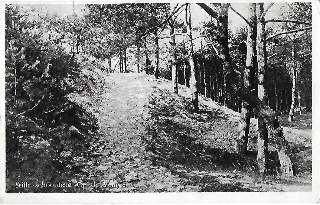 Veluwe Stille Schoonheid Gelopen Oude Ansichtkaart ( 8240 ), Ophalen of Verzenden, 1980 tot heden, Gelopen, Gelderland