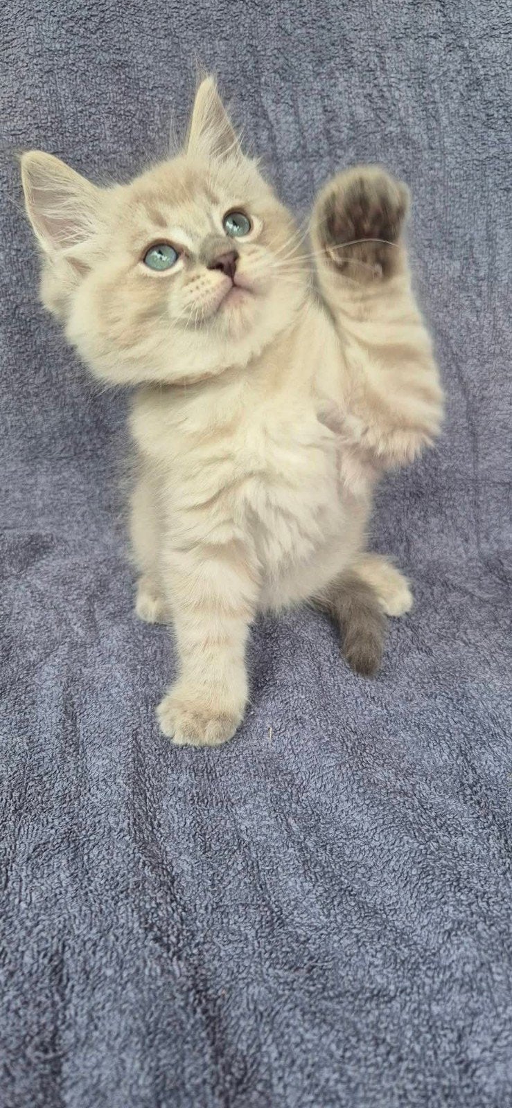 Prachtige Ragdoll kittens met stamboom DNA getest, Kater, Gechipt, 0 tot 2 jaar
