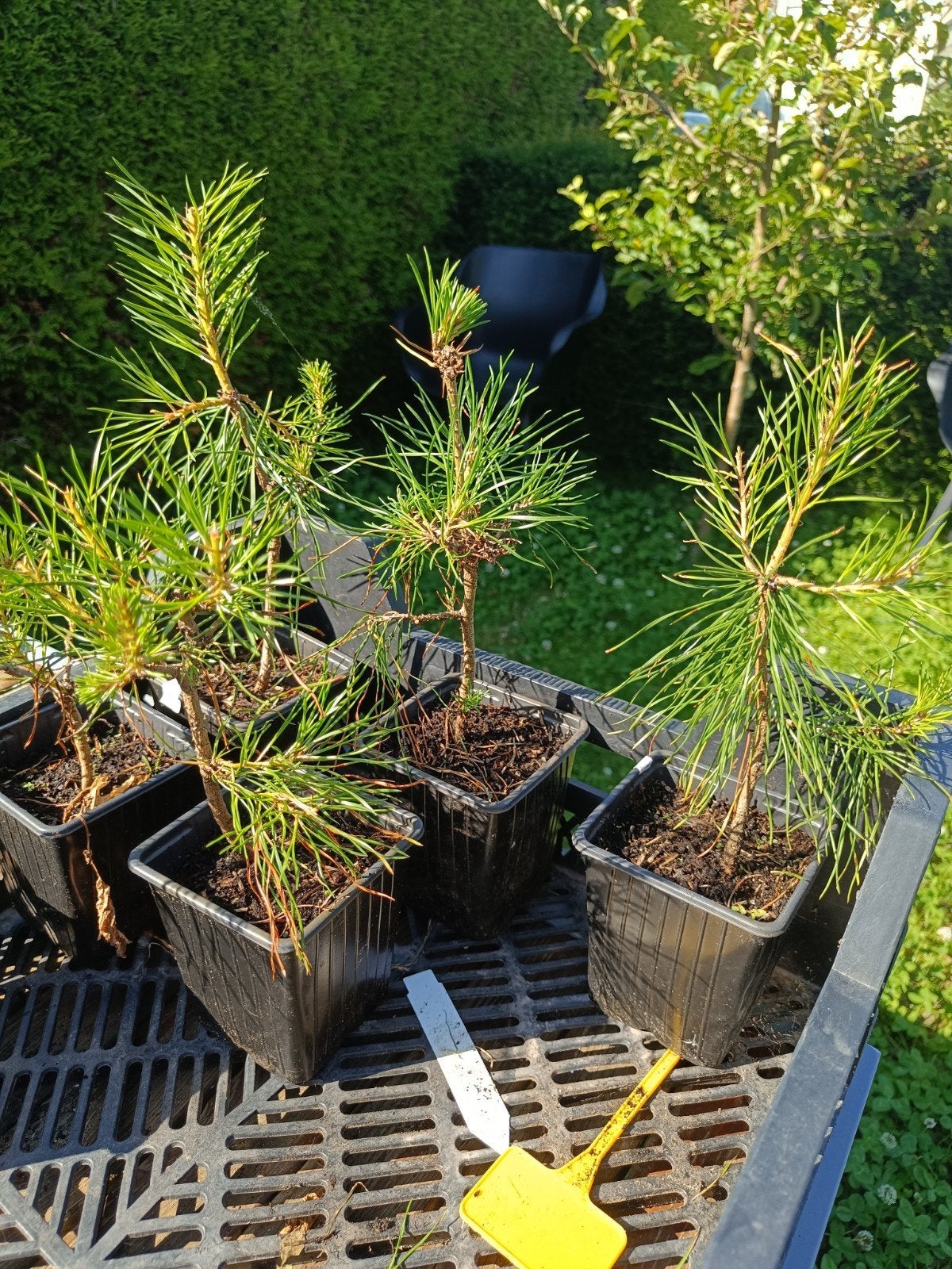 Pinus sylvestris boompjes, Ophalen, Zo goed als nieuw
